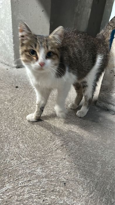 Кошка ищет дом, подбросили в здание холодное