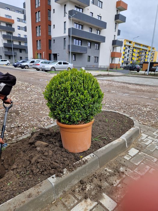 Plante ornamentale,  exotice, gazon rulou, sisteme de irigatie, etc