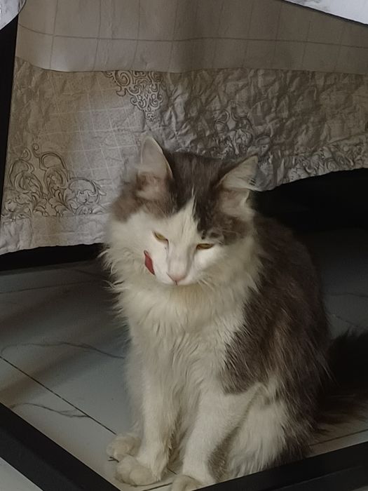 Отдам в добрые заботливые руки молодого кота