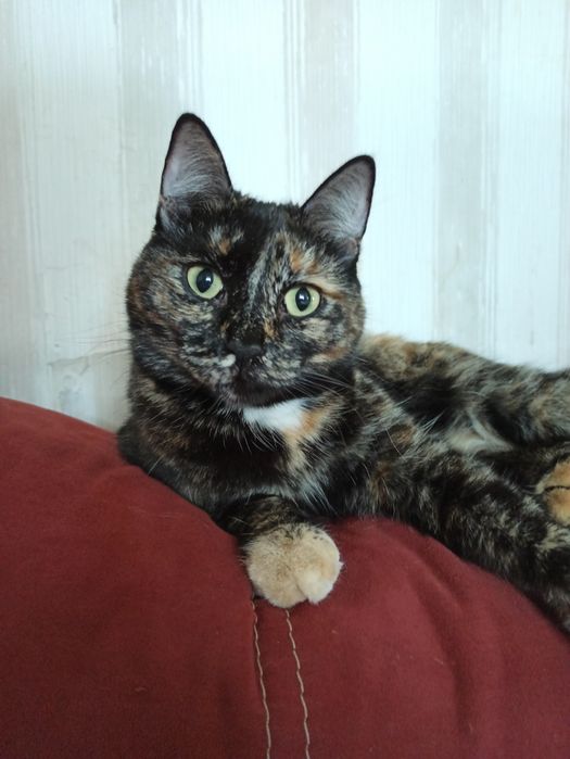 Сонечка в добрые руки