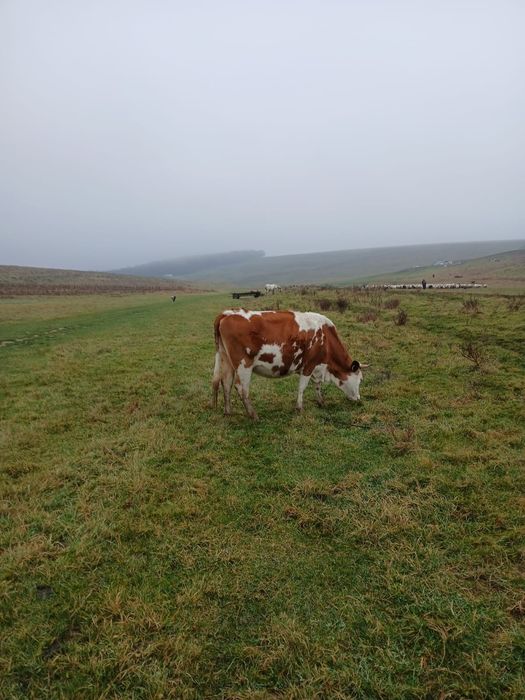 Vînd 2 vaci gestante