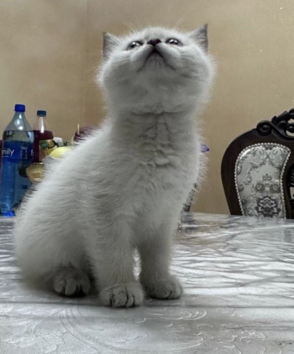 Продаётся породистый котенок девочка шиншилла окрас поинт