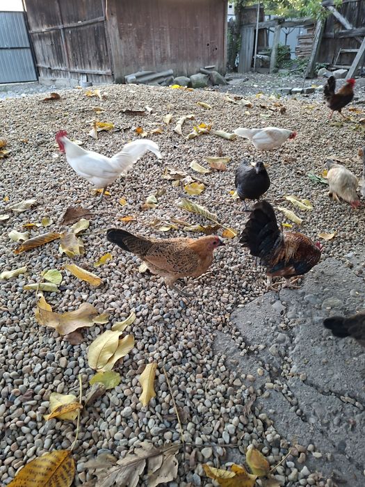 Vand 10 gainuse de iopan