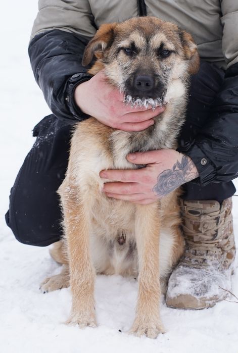 Отдам щенят, возраст 10 месяцев. Привиты, стерелизованы, в хорошие рук