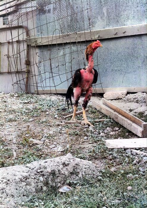 Дакан бойцовый Туляк 1+1