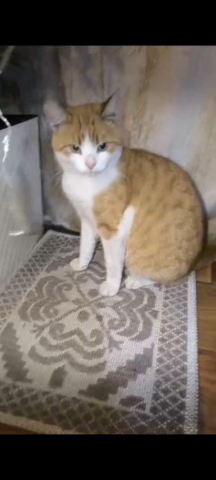 Кот ищет дом, мальчик, мужик)