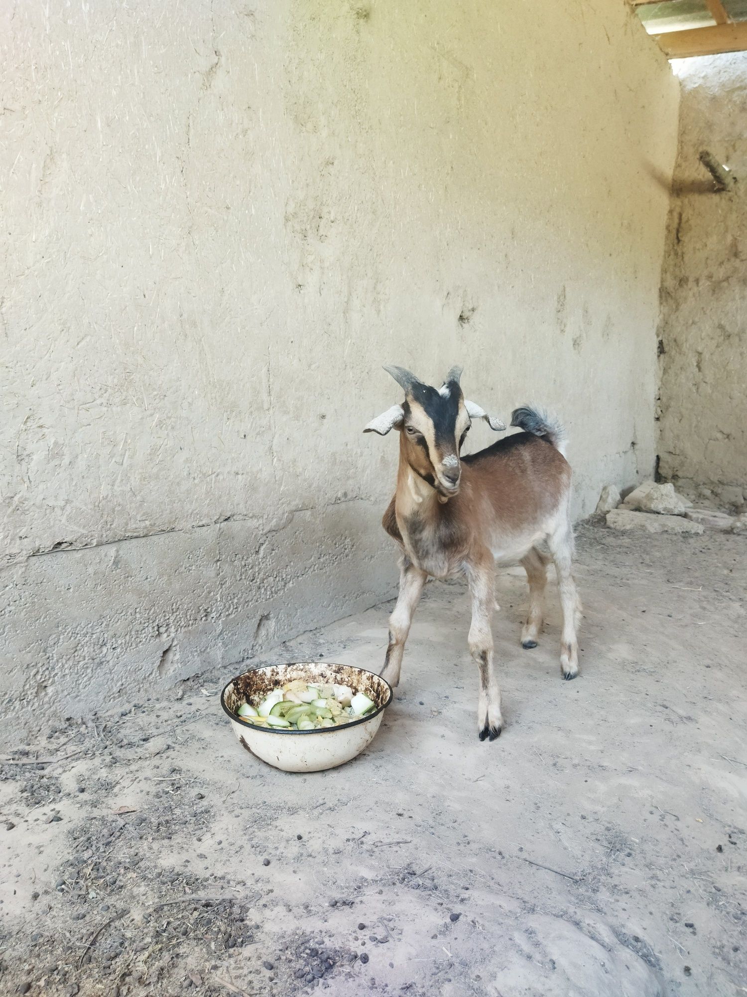 Taka echki sotiladi
