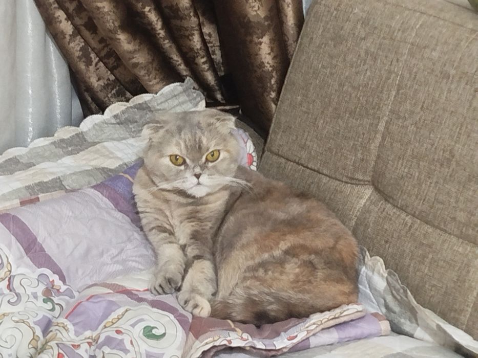 Шотландская кошка девочка