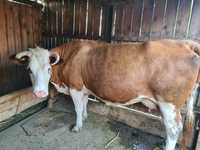 Vaca balțată romaneasca