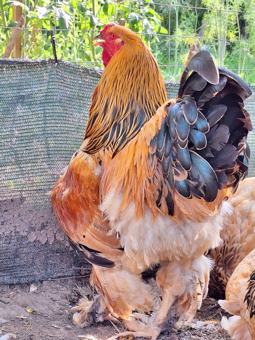 Brahma Columbia Galben-Negru