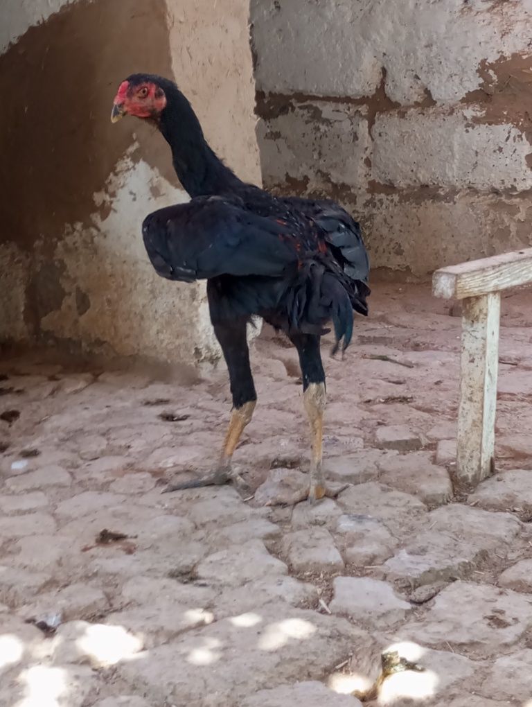 Vietnam zotli xoʻroz