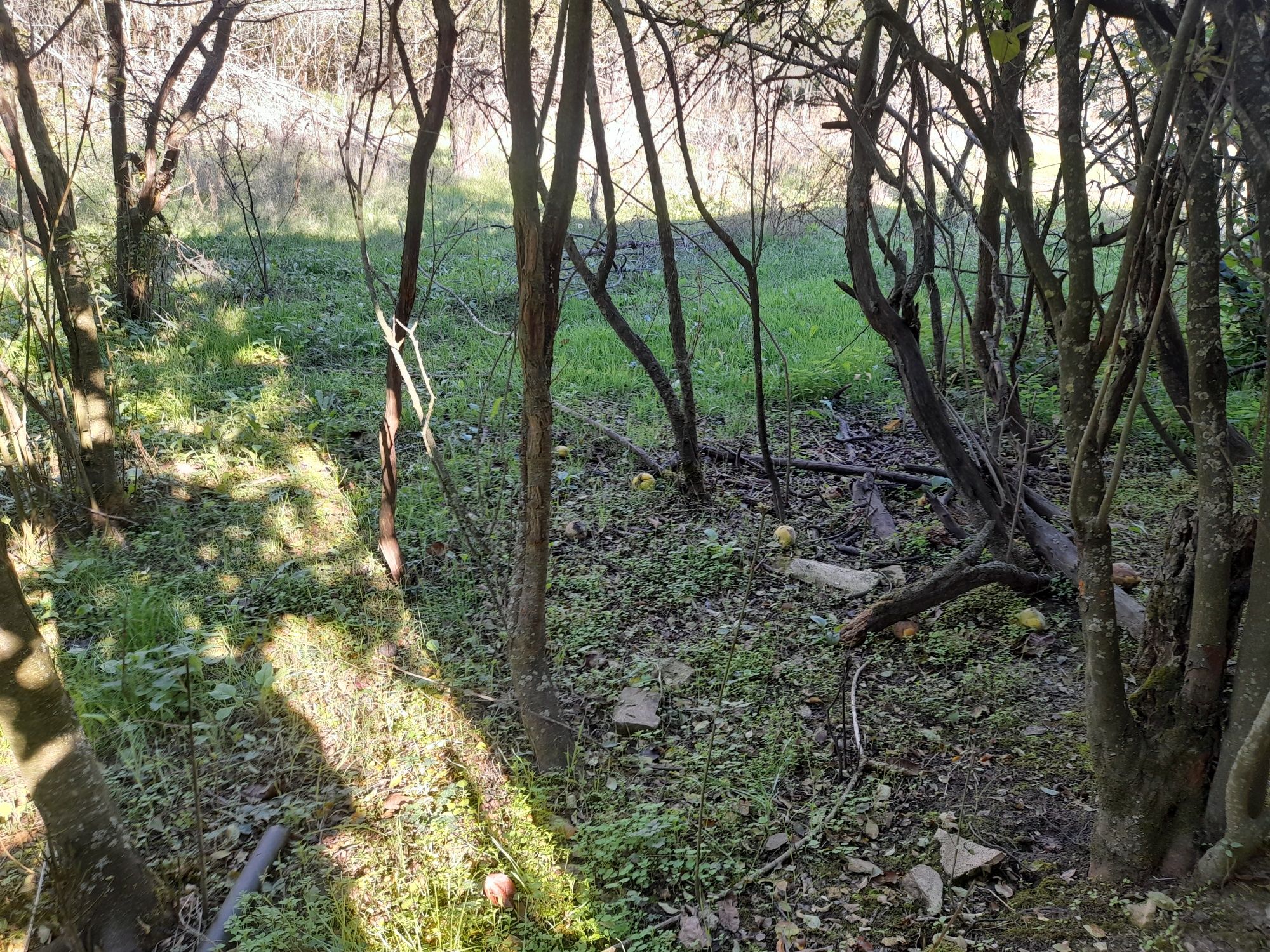 Къща в село Кардам, общ. Попово