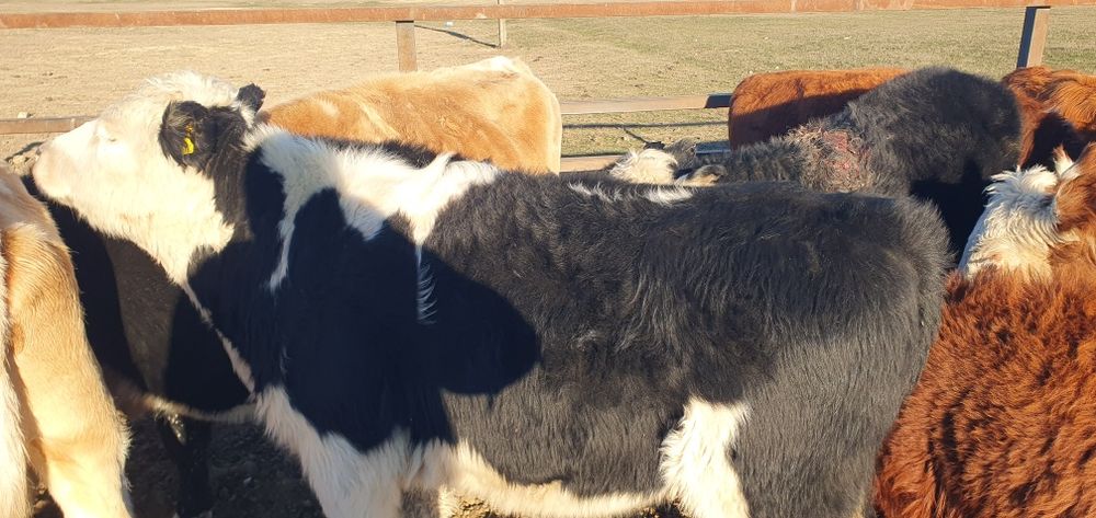 Прода 1.6 год бычок аастрат