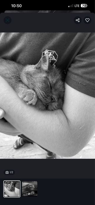 Mushuk кошка британская