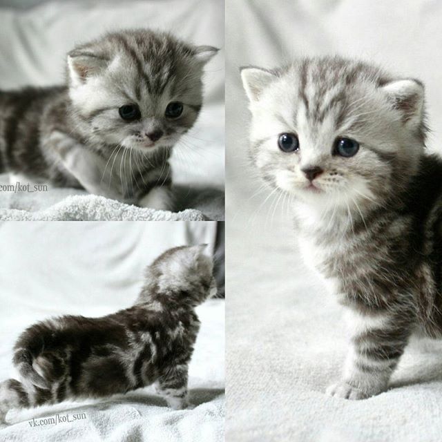 Котята Шотландская Прямоухая