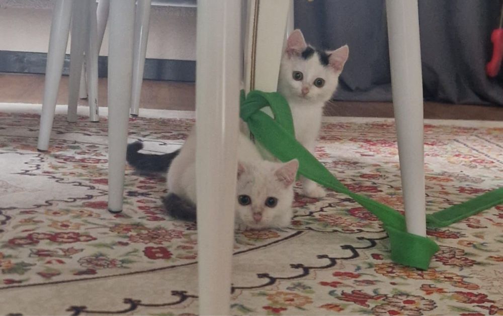 Отдам котика 1 в хорошие руки