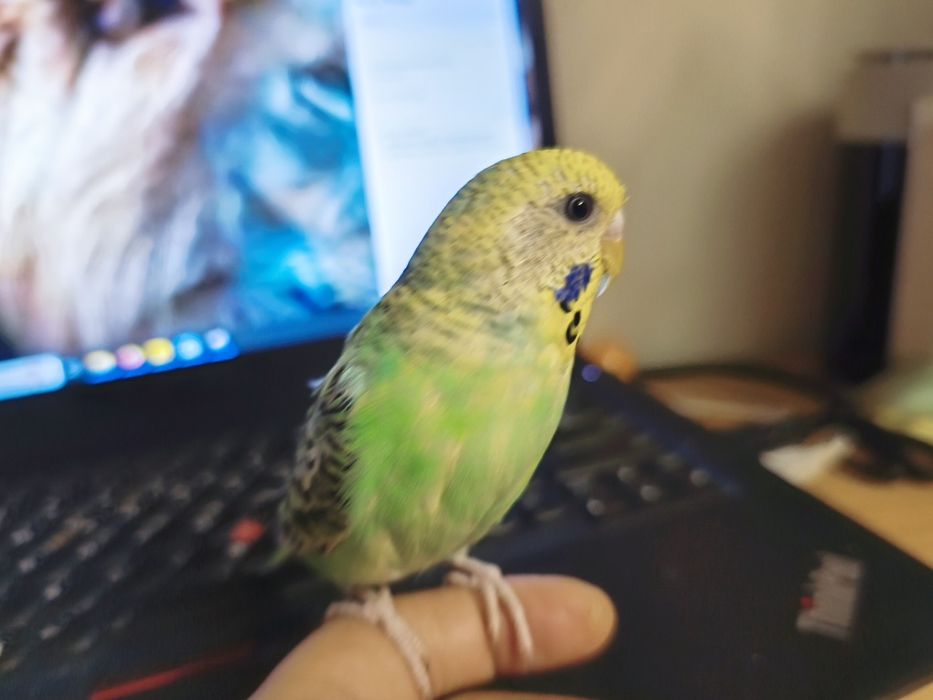 Vând fetiță peruș