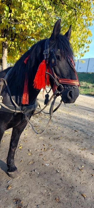 Vând cal castrat an vârstă de 5 ani nu musca nu da din picioare l