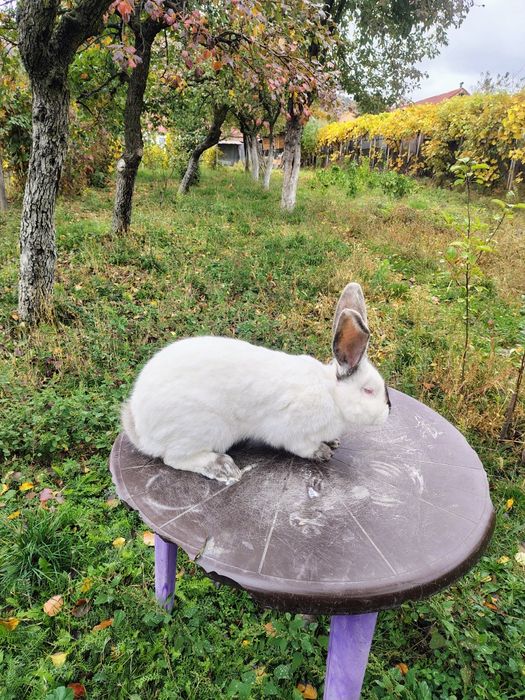 Uriaș de Transilvania, Hycole francez și Rex pitic