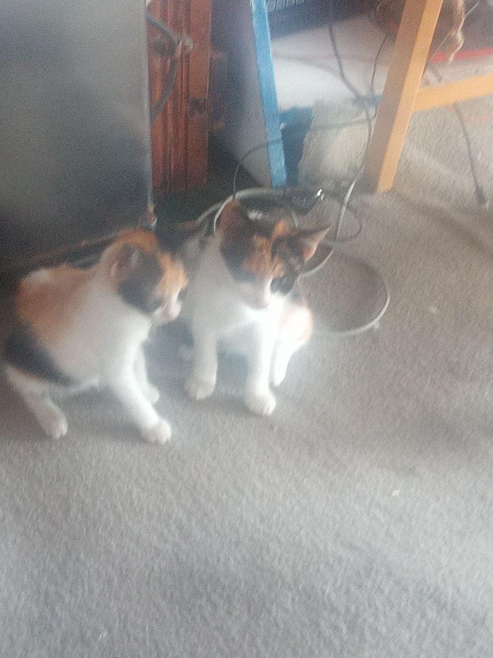 Котенце 4бр. Варна женски