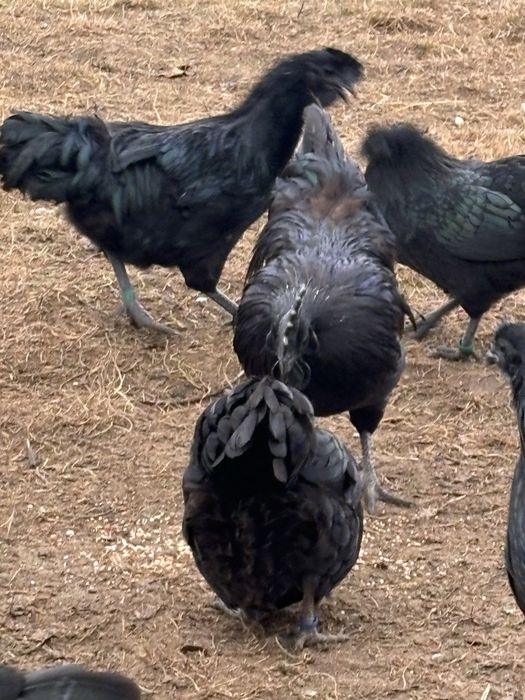 Cocosi Ayam Cemani din 2025