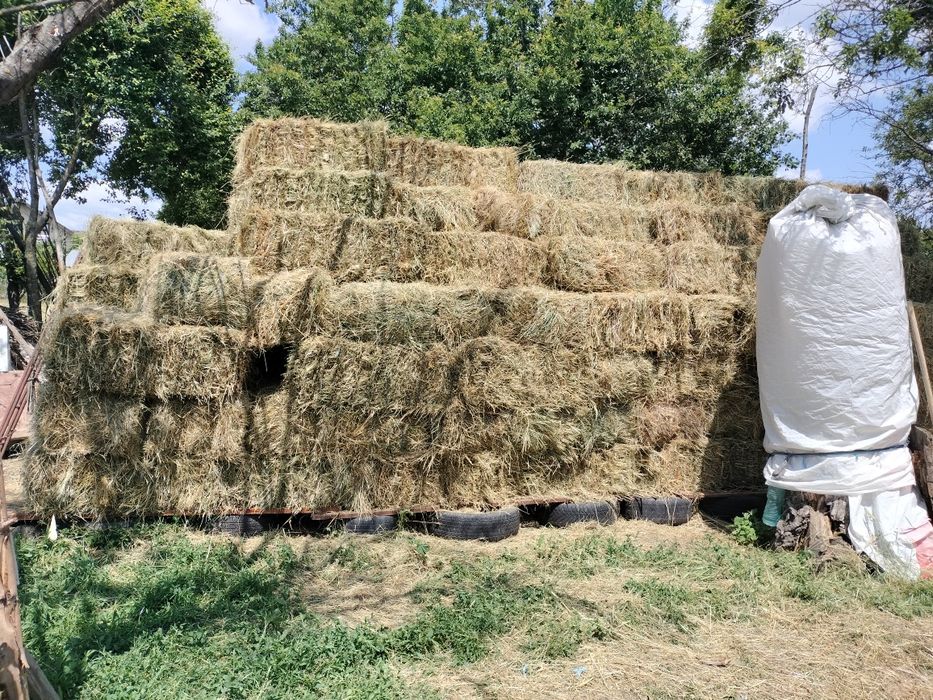 Vând baloți de fan 2025