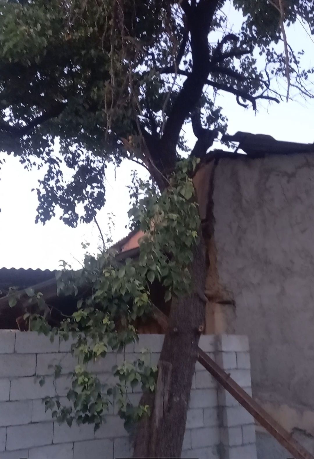 Дерево урюк на дрова