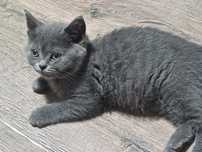 Pui de pisica british shorthair