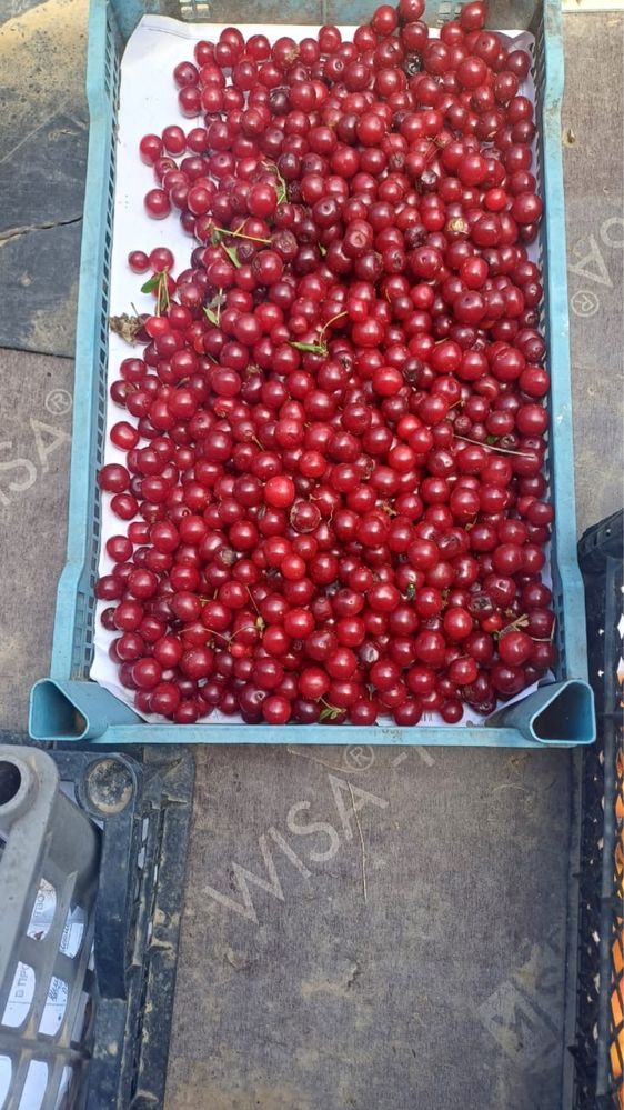 Продаю дачную вишню