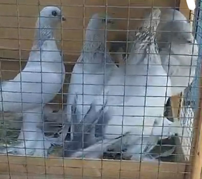 Голуби косаны молодые