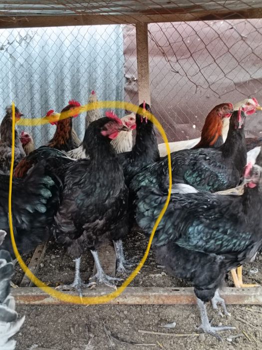 Продам породистых петухов