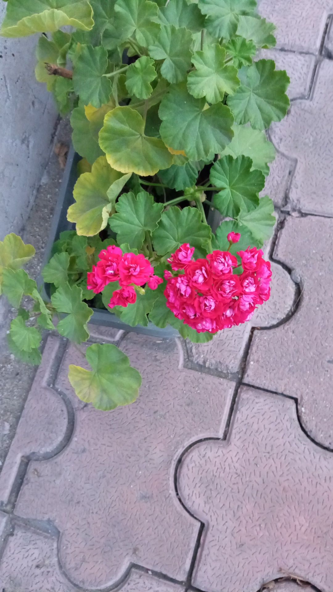Цветы розебудные пеларгонии