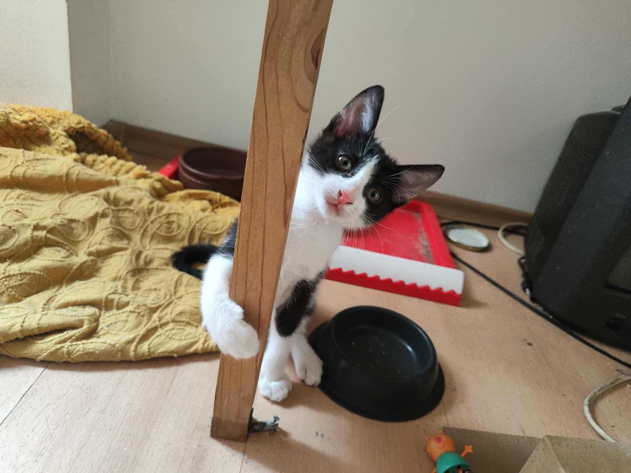 Две мъжки котета си търсят обичащ и грижовен стопанин! :)