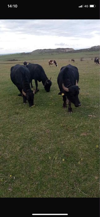 Vand trei junici de bivol gestante