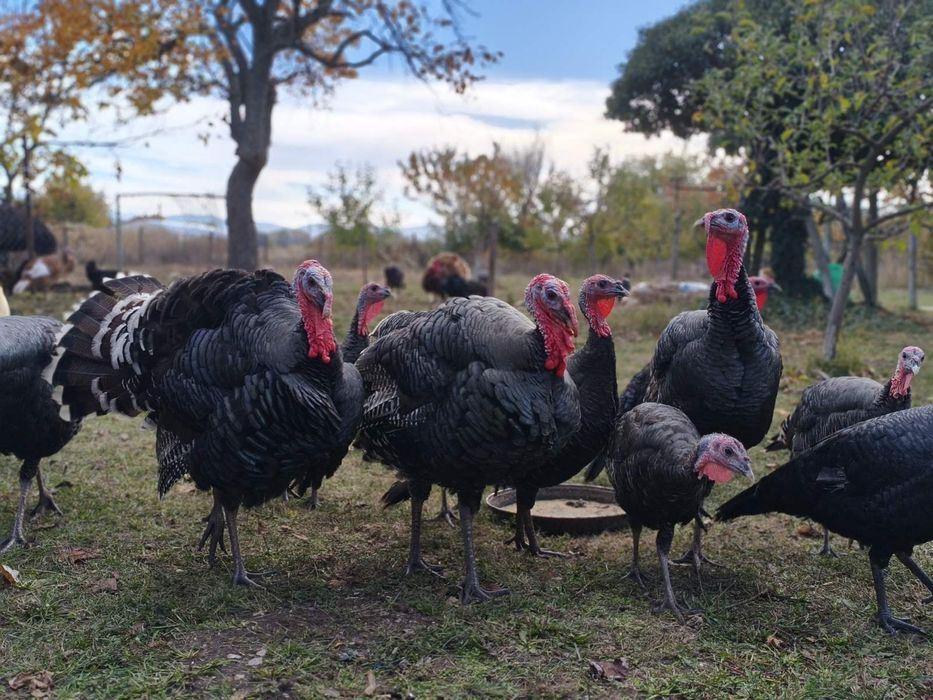 Пуйки  Пуяци за празниците