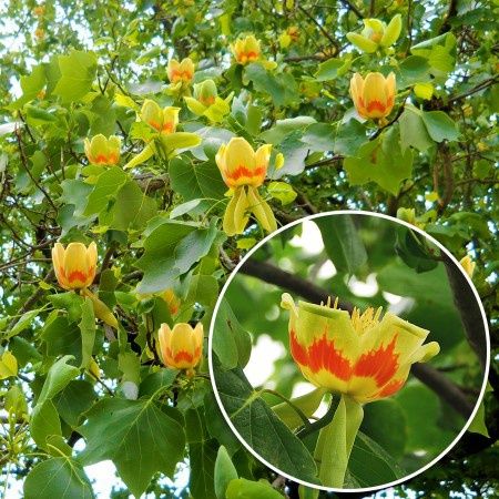 Pomi ornamentali  arborele de lalea