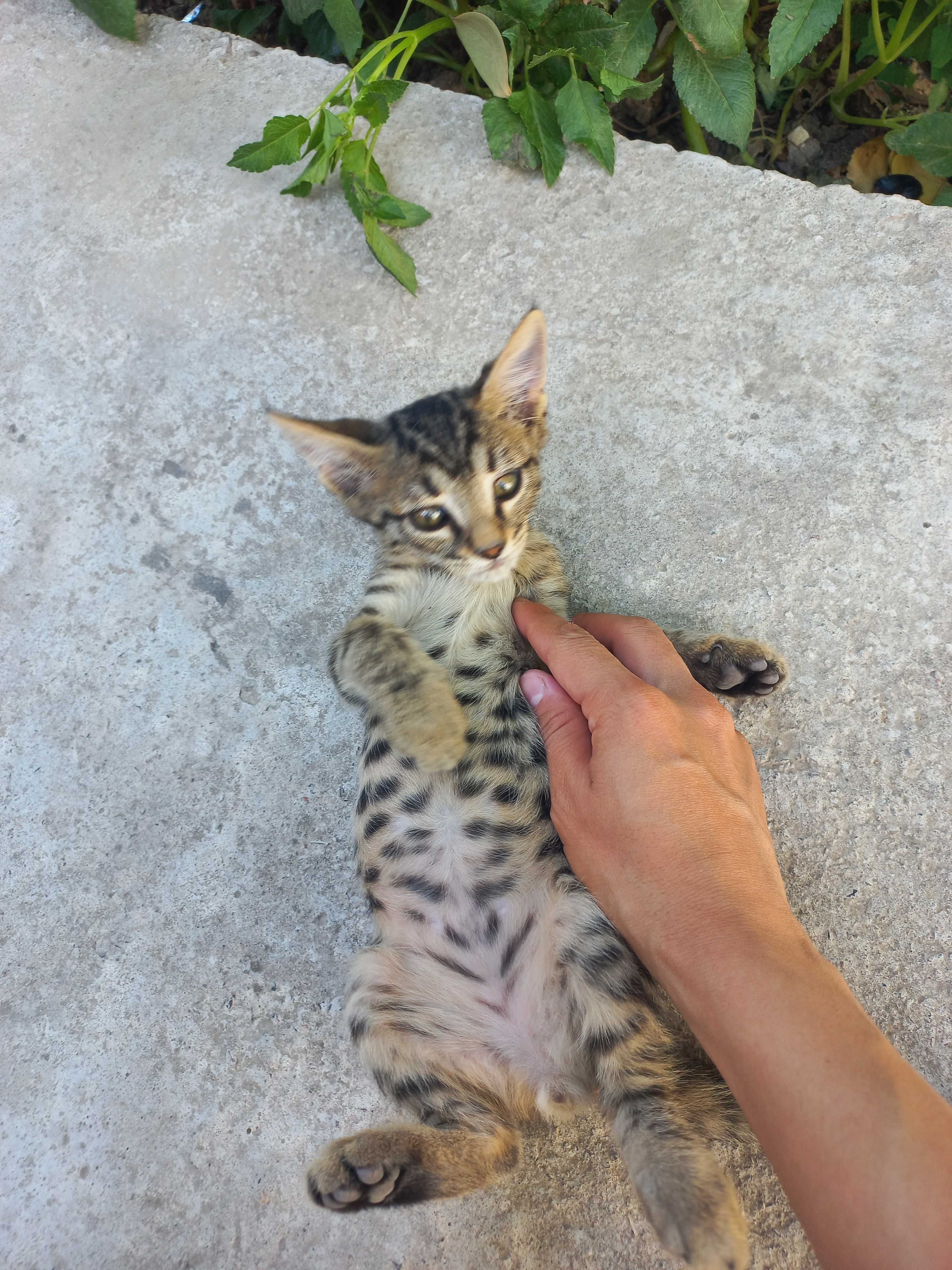 Продаю бенгальского котёнка