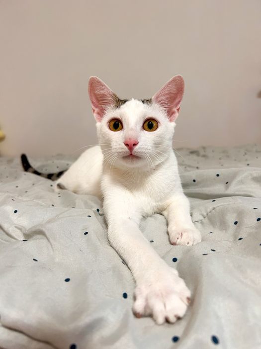 Cat sitter Constanța