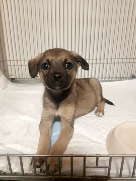 Астана! Очаровательная малышка ищет любящих родителей!