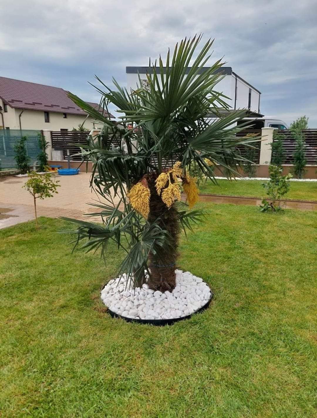 Plante ornamentale