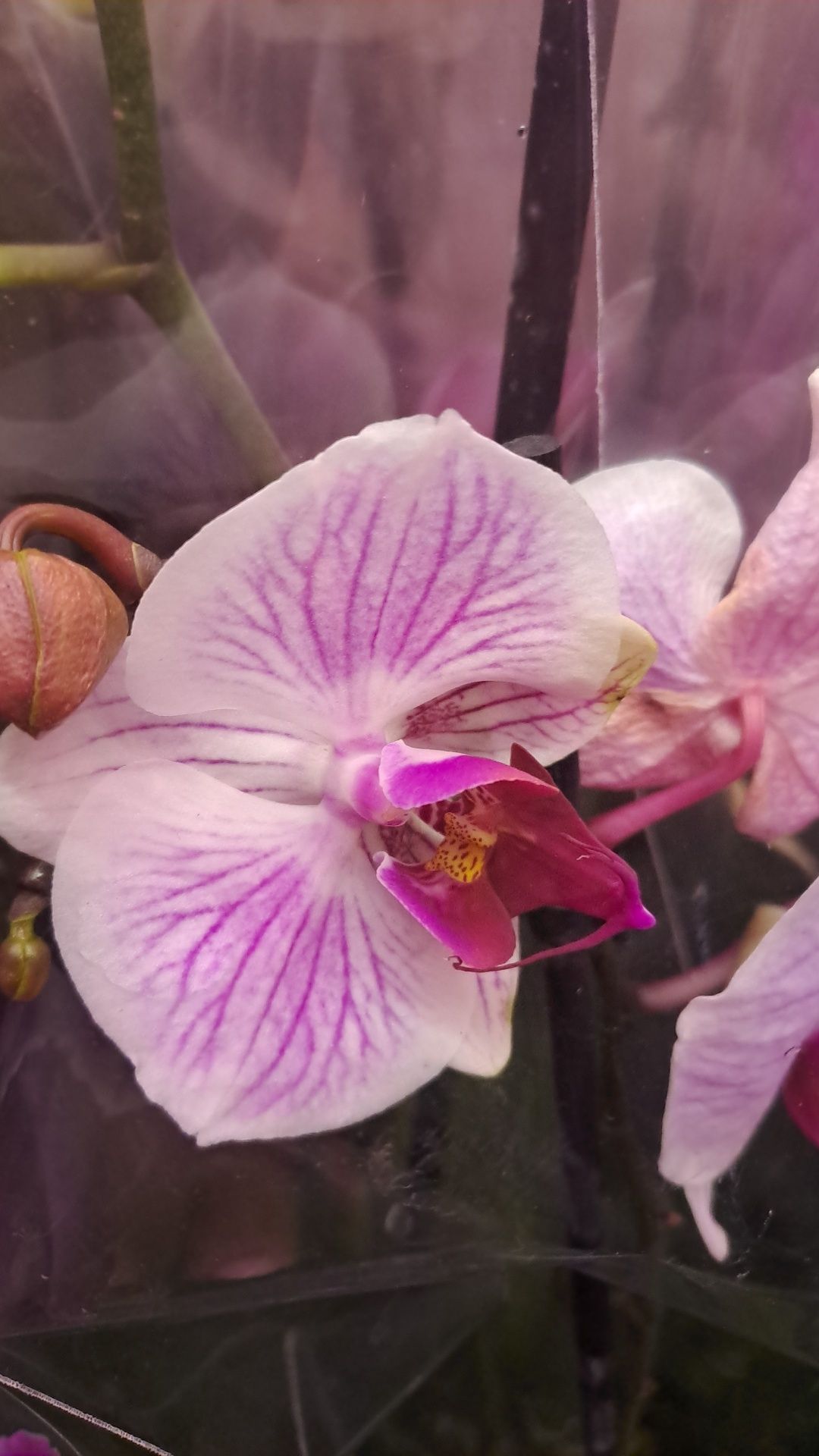 Продам орхидеи фаленопсис отцветашки