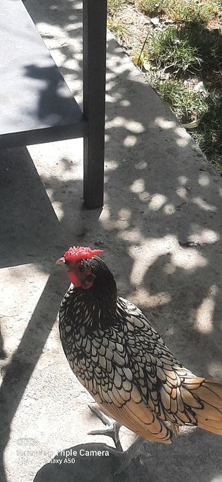 Продаю пару птиц или На обмен