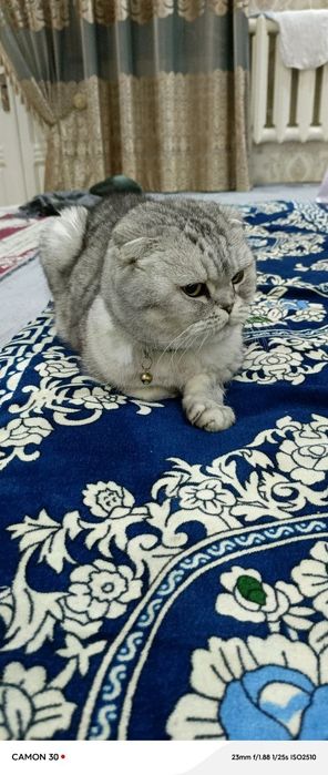 Aniq mehribon odamga sotiladi faqat
