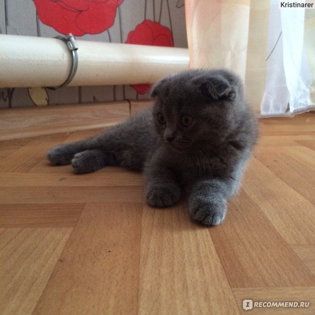 Скотш биританич сотаман 4 ойлик