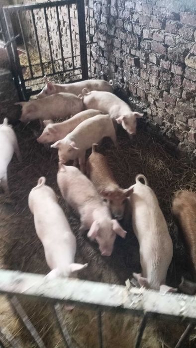Продавам прасенца