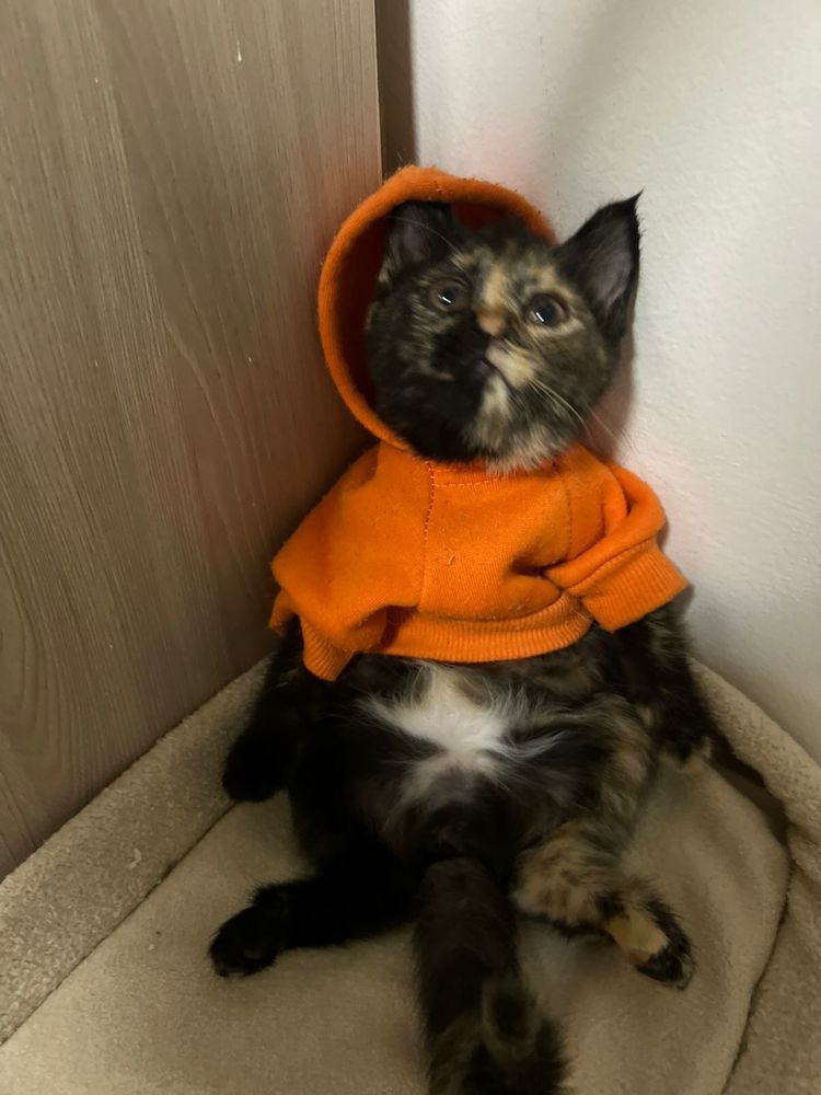 Котенок ищет дом!
