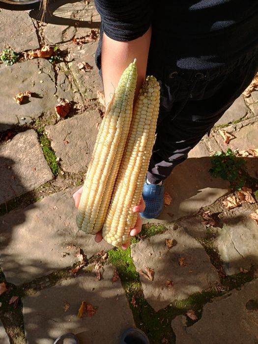 Продавам бяла царевица