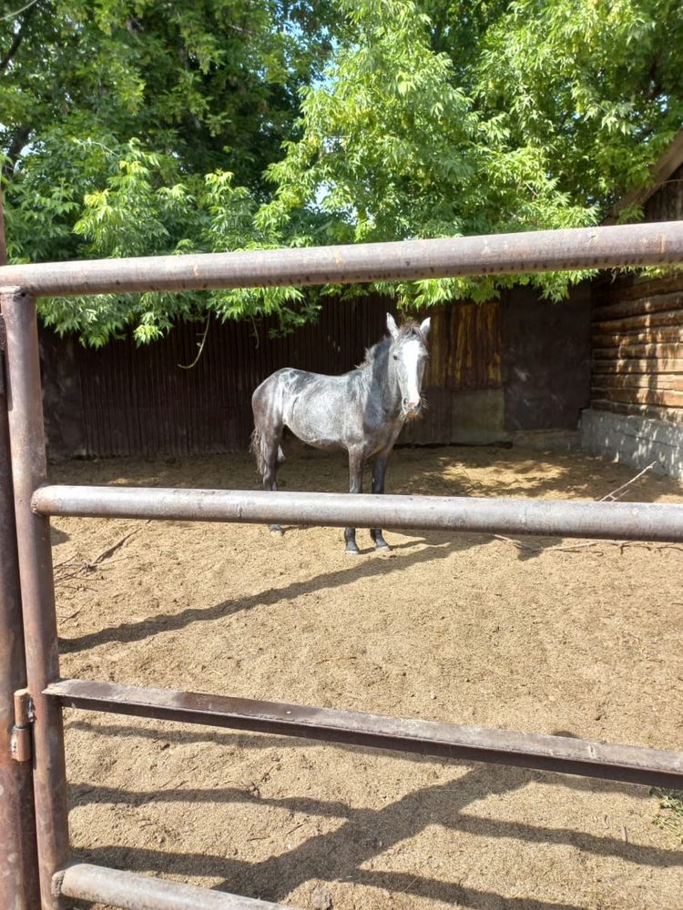 Семіз байтал сатылады