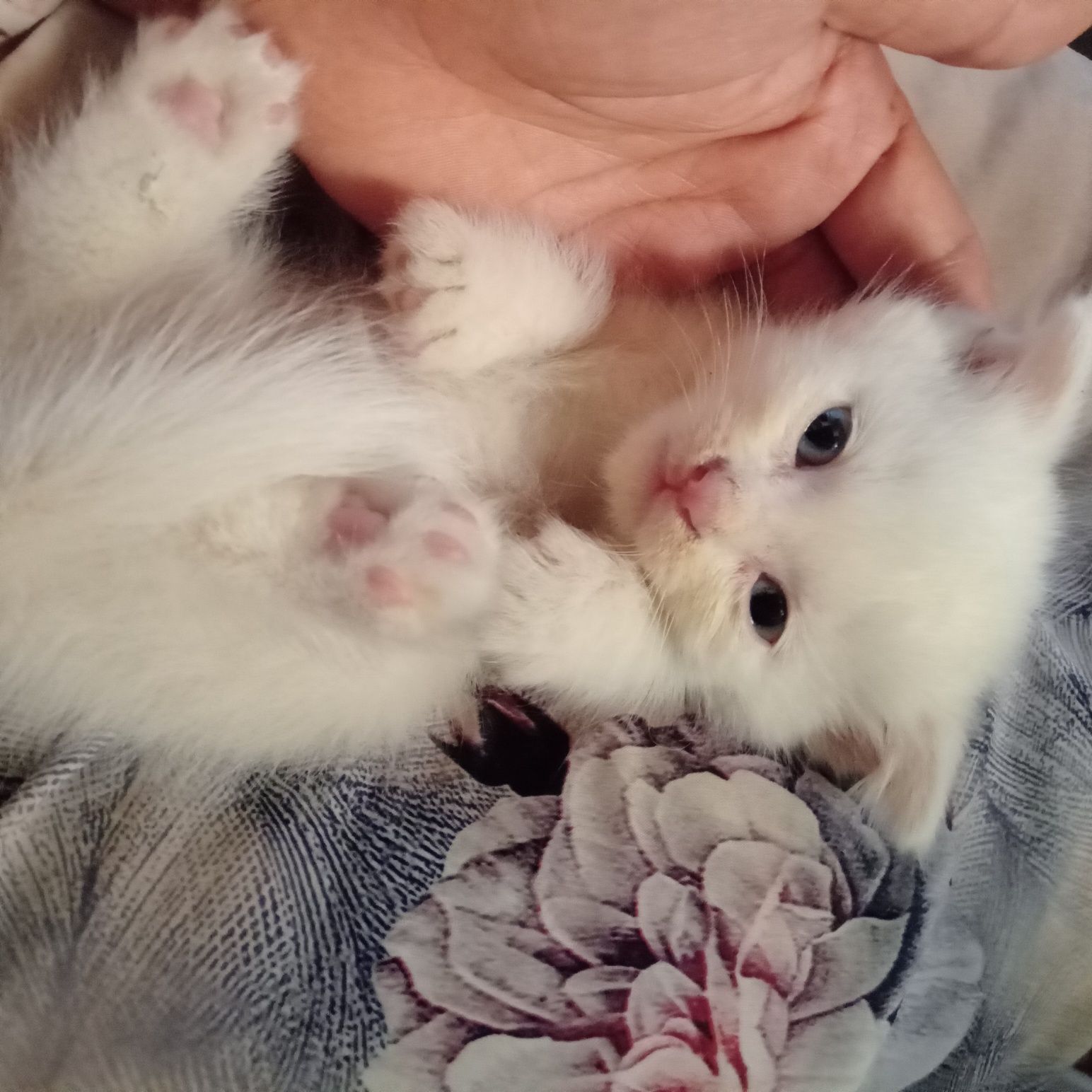 Скотиш страйт ва скотиш фолд  1.5 ойлик
