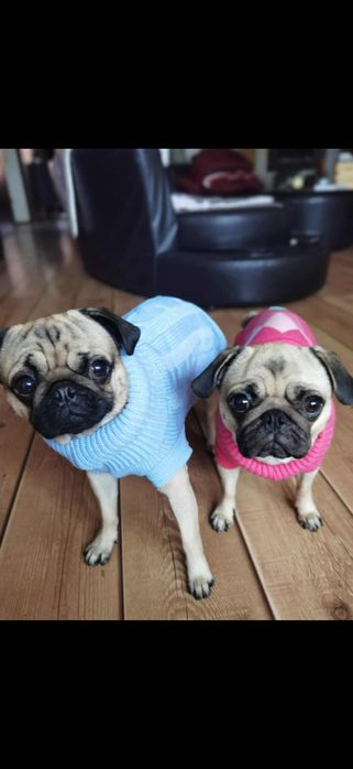 Мопсчета, мопсчета